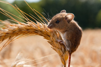 Картинка животные крысы +мыши колосок мышка