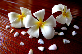 Картинка цветы плюмерия белый ракушки