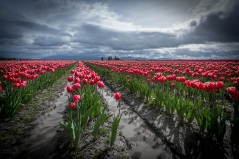 Картинка цветы тюльпаны гряды поле