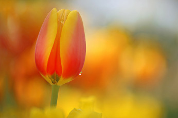 Картинка цветы тюльпаны тюльпан оранжевый весна