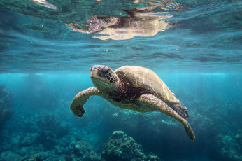 Картинка животные Черепахи океан черепаха