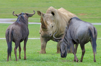 обоя животные, разные вместе, носорог, гну