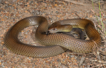 Картинка mulga+snake животные змеи +питоны +кобры змея