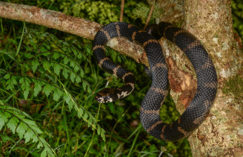 обоя stephen`s banded snake, животные, змеи,  питоны,  кобры, змея