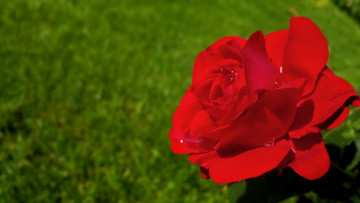 Картинка цветы розы роза бутон лепестки капли макро