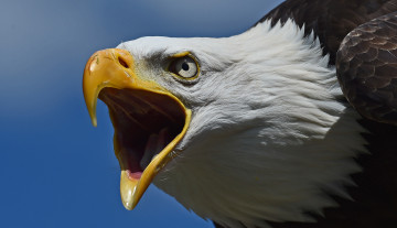 Картинка животные птицы+-+хищники орлан белоголовый