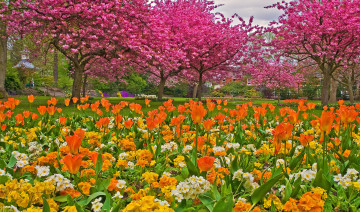 Картинка цветы разные+вместе сад деревья тюльпаны трава парк