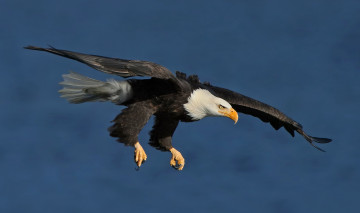 Картинка животные птицы+-+хищники белоголовый орлан