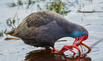 обоя purple swamphen, животные, птицы, птичка