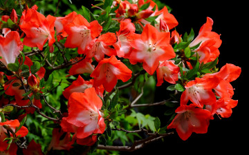 Картинка цветы рододендроны+ азалии азалия ветки макро