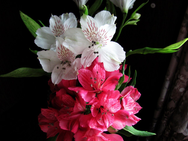 Обои картинки фото цветы, альстромерия, белый, розовый