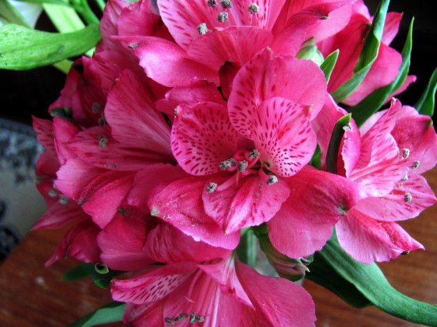 Обои картинки фото цветы, альстромерия, розовый