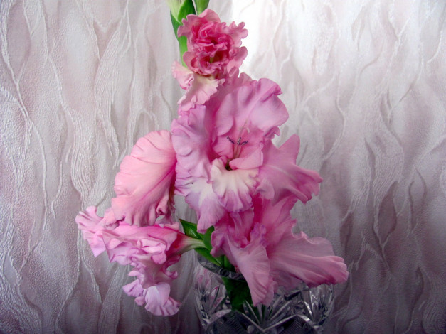 Обои картинки фото цветы, гладиолусы, розовый