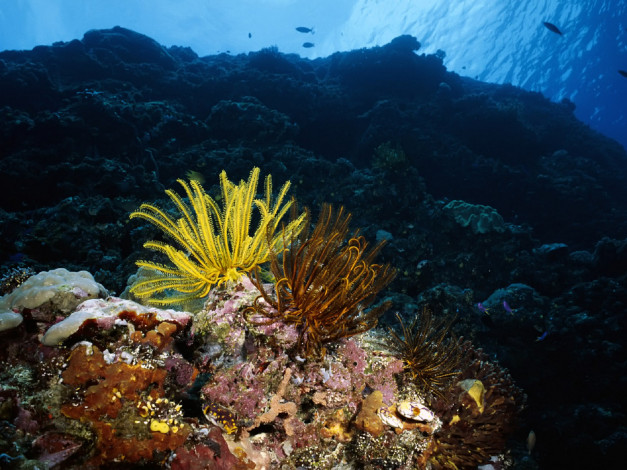 Обои картинки фото животные, морская фауна, океан, рыбы, дно, камни, кораллы