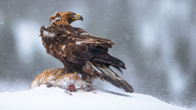 Обои картинки фото животные, птицы - хищники, птица, добыча, зима, норвегия, беркут