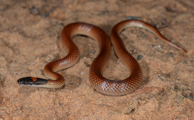 Обои картинки фото red-naped snake, животные, змеи,  питоны,  кобры, змея