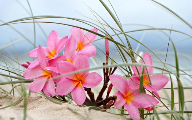 Обои картинки фото цветы, плюмерия, песок, розовый