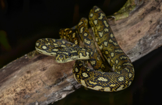 Обои картинки фото juvenile diamond python, животные, змеи,  питоны,  кобры, змея