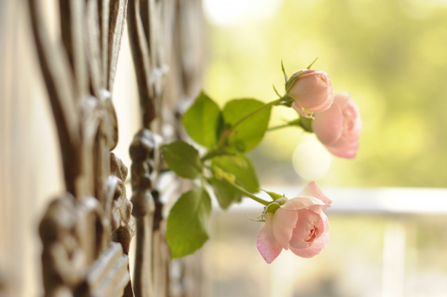 Обои картинки фото цветы, розы, бутоны, забор, макро