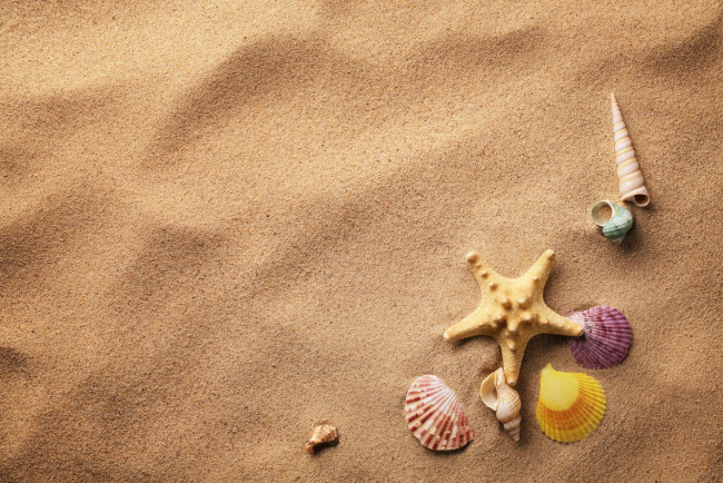 Обои картинки фото разное, ракушки,  кораллы,  декоративные и spa-камни, морская, звезда, песок