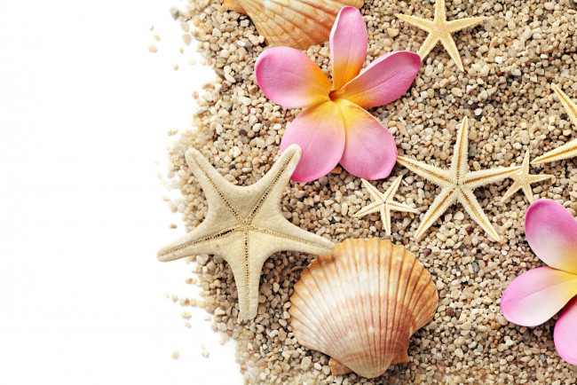 Обои картинки фото разное, ракушки,  кораллы,  декоративные и spa-камни, звезда, морская, плюмерия