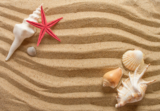 Обои картинки фото разное, ракушки,  кораллы,  декоративные и spa-камни, песок, морская, звезда