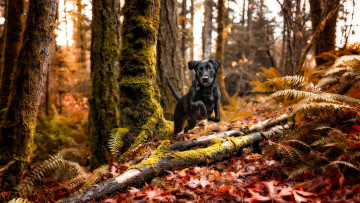 Картинка животные собаки осень лес чёрная собачка