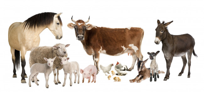 Обои картинки фото животные, разные вместе, куры, ослик, корова, лошадь