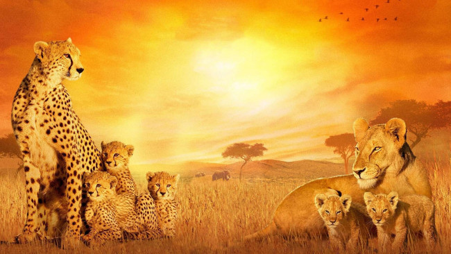 Обои картинки фото животные, разные вместе, кошка, саванна, львята, детеныши, львица, котята, гепарды, мать, хищники, звери, львы, африка