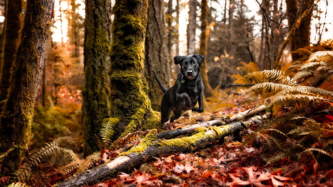Обои картинки фото животные, собаки, осень, лес, чёрная, собачка