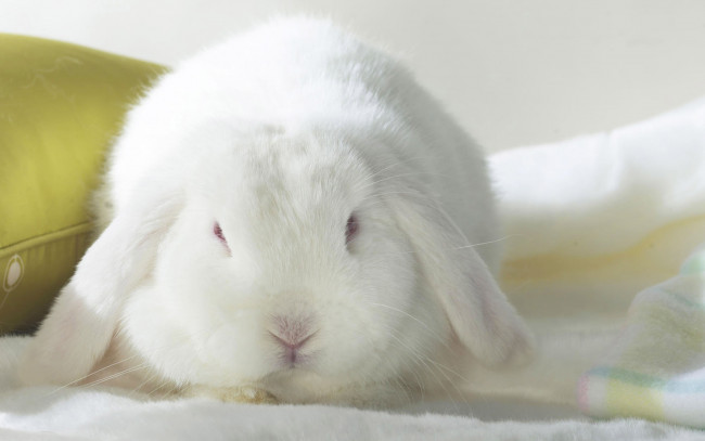 Обои картинки фото животные, кролики,  зайцы, подушка, белый, кролик