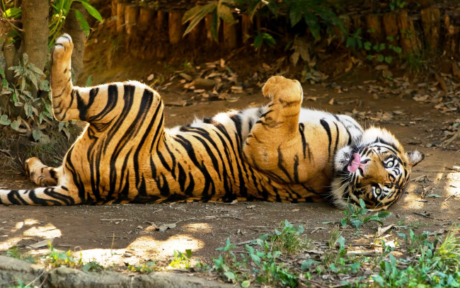 Обои картинки фото животные, тигры, тигр, листья, деревья, хищник, зверь, рыжий