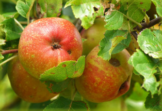 обоя природа, плоды, яблочки