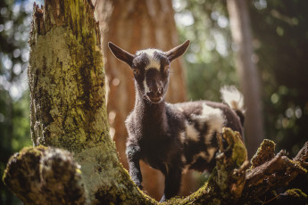 Картинка животные козы шерсть окрас коза