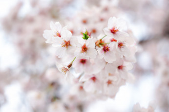 Картинка цветы цветущие+деревья+ +кустарники цветение лепестки весна ветка