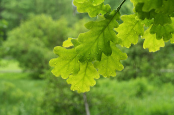 Картинка природа листья ветки дуб зеленые макро листва