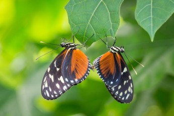 Картинка животные бабочки +мотыльки +моли милашка окрас крылышки бабочка