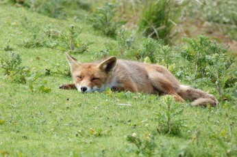 Картинка животные лисы окрас лиса хитра опасна шерсть