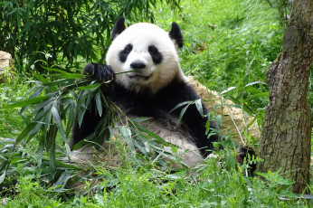 Картинка животные панды бамбук еда лапа окрас шерсть панда