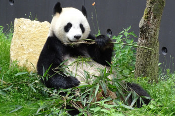 обоя животные, панды, еда, бамбук, шерсть, окрас, панда