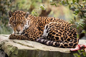 Картинка животные Ягуары ягуар окрас хищник взгляд отдых