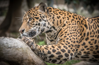Картинка животные Ягуары животное опасен хищник шерсть окрас ягуар