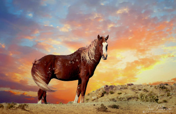 Картинка животные лошади грива окрас лошадь