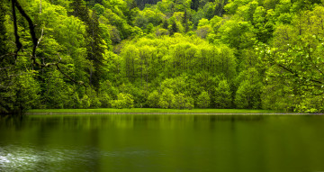 Картинка природа реки озера река деревья лес вода отражение листья