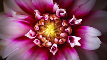 Картинка цветы георгины георгин георгина лепестки цвет цветок яркий макро