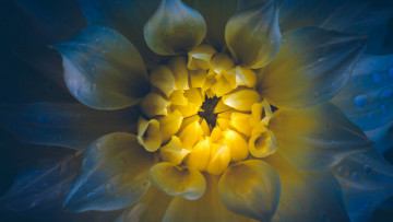 Картинка цветы георгины георгин георгина лепестки свечение цветок композиция макро