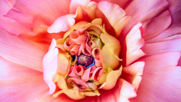 Картинка цветы георгины георгин георгина лососевый лепестки внутри цветка композиция розовый цветок макро