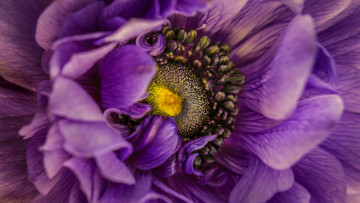 Картинка цветы люпин крупный план анемоны анемона лепестки внутри цветка фиолетовый цветок макро