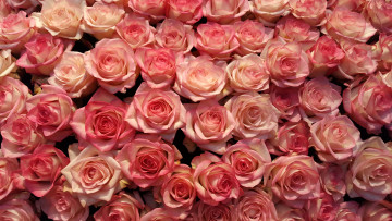 Картинка цветы розы бутоны роза много лепестки розовые