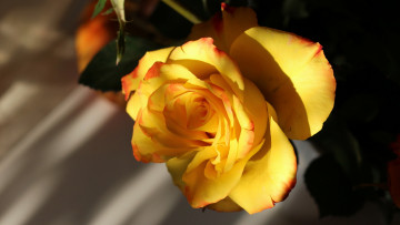 Картинка цветы розы темный фон цветок листья композиция роза лепестки желтая свет стена освещение тени бутон